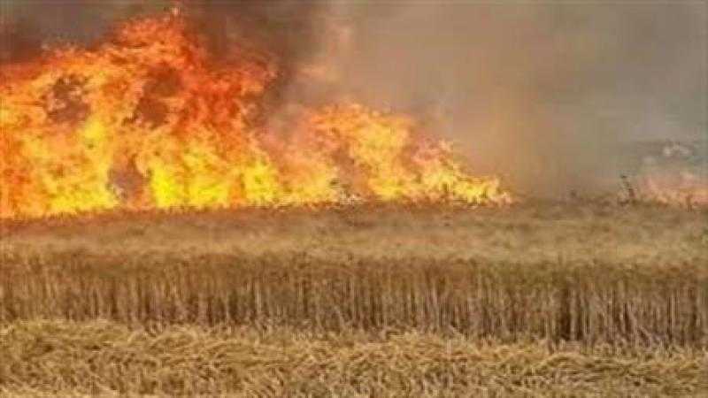 مهندس يتهم شقيقته بحرقه محصول القمح بكفر الشيخ