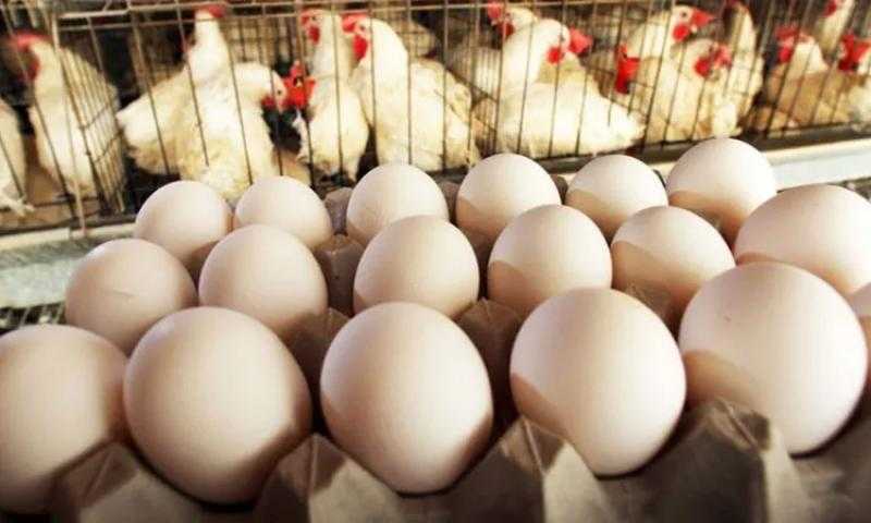 شعبة الدواجن: إنتاجنا من البيض لا يتجاوز 55% من احتياجات السوق