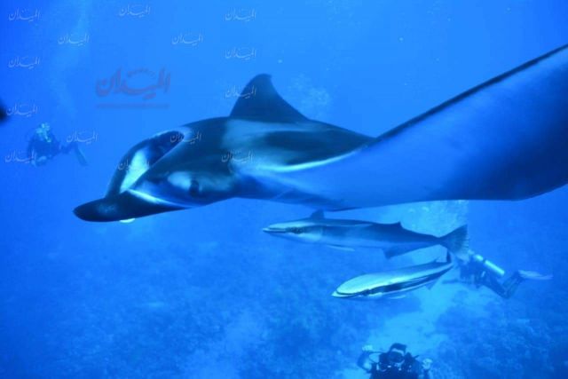 ظهور سمكة شيطان البحر العملاقة في مياه البحر الأحمر صور