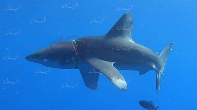 صور قريبة وخاصة لأسماك القرش المذهلة