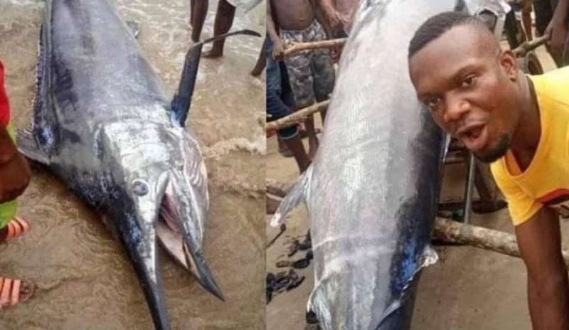 نيجيري يصطاد سمكة قيمتها 2.6 مليون دولار