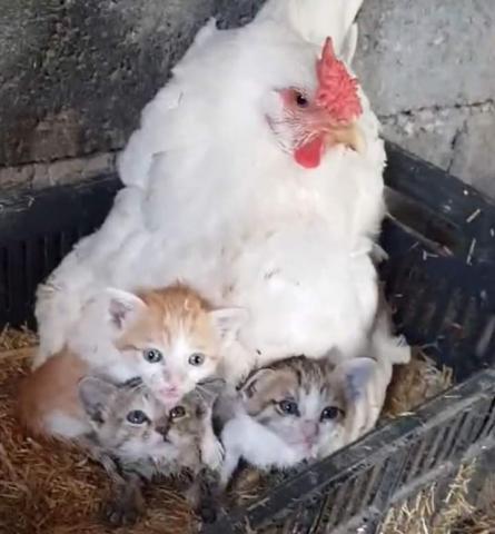 دجاجة تحتضن 3 قطط صغار