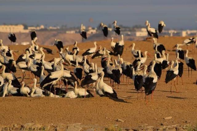 أسراب الطيور المهاجرة بمحميات جنوب سيناء