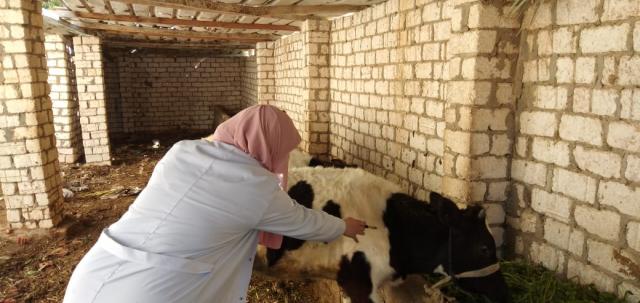 محافظة الاسكندرية تحصد المركز الثاني في تحصين الماشية