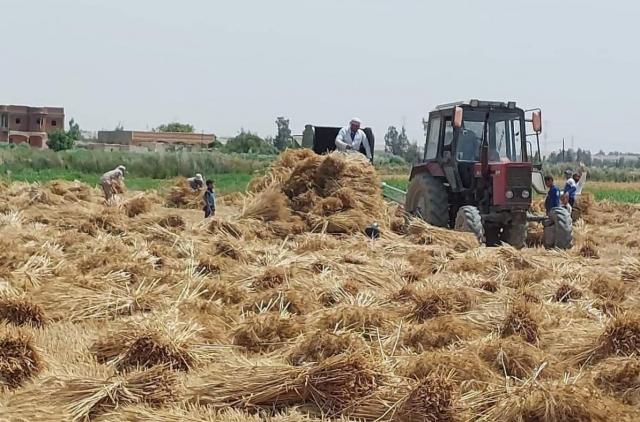 «وكيل تموين الإسكندرية» : «موسم توريد القمح هذا العام يلقي اهتمام كبيرا من الدولة ونطمح في كسر حاجز 130 الف طن»