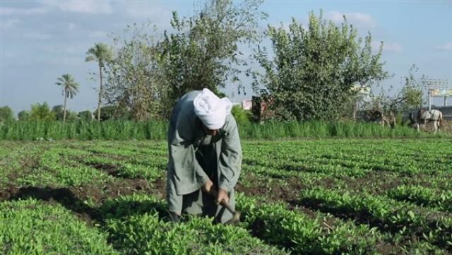 أخبار  الزراعة في مصر