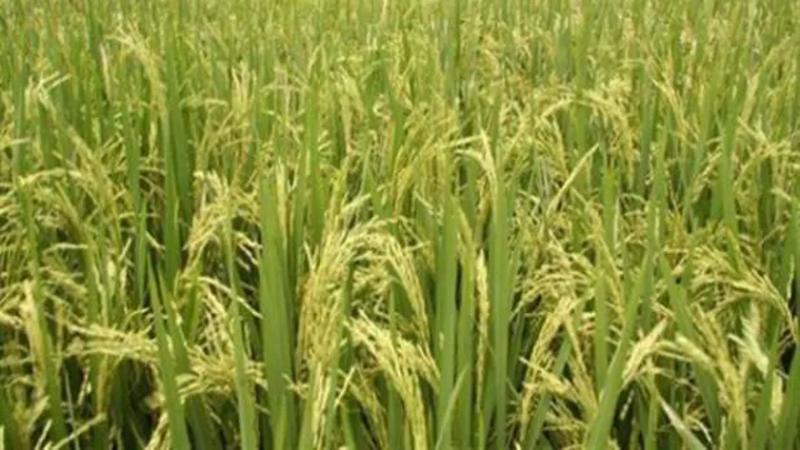 محصول الأرز- صورة تعبيرية