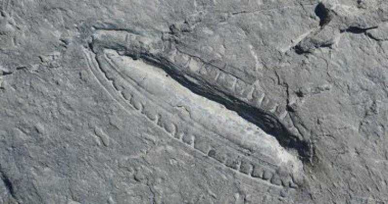 اكتشاف أقدم وجبة فى العالم داخل حفرية عمرها 550 مليون سنة