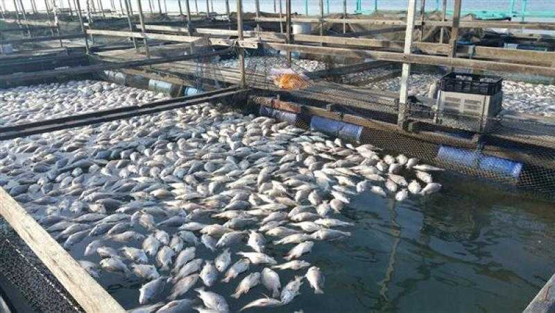 ”الإحصاء”: 1.77٪ زيادة في الإنتاج السمكي من المصايد الطبيعية خلال عام