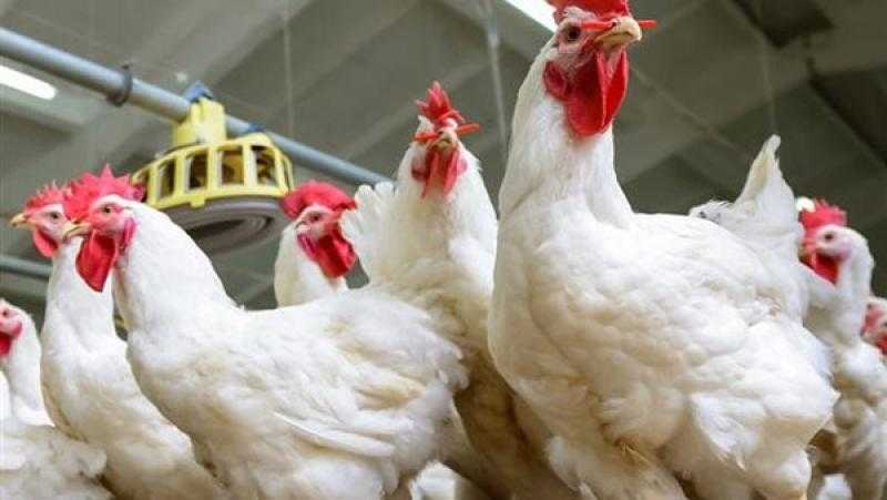 قائمة أسعار الدواجن والبط والحمام اليوم الجمعة 26 مايو 2023