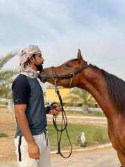 محمد بيشوه يكشف اسرار تربية الخيول والعناية بها