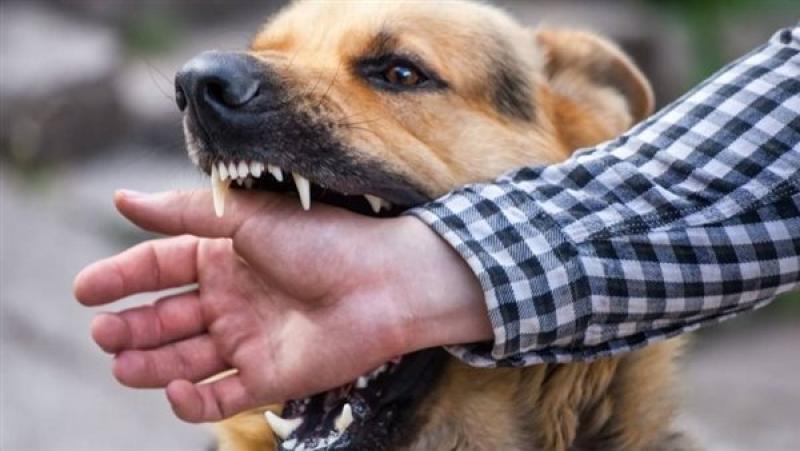 "كلب مسعور" يهاجم قرية بالغربية وارتفاع عدد المصابين
