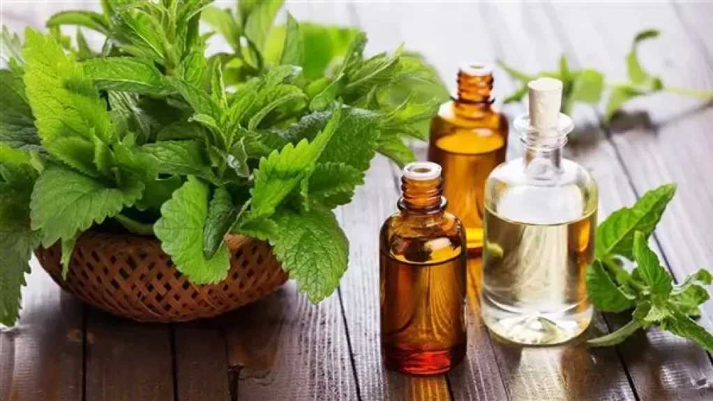 زيت النعناع لتقوية الشعر وعلاج التساقط والقشرة