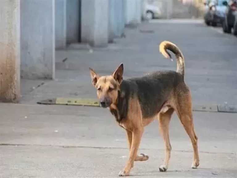 إصابة 4 أشخاص بينهم طفلان في هجوم كلب ضال بكوم حمادة