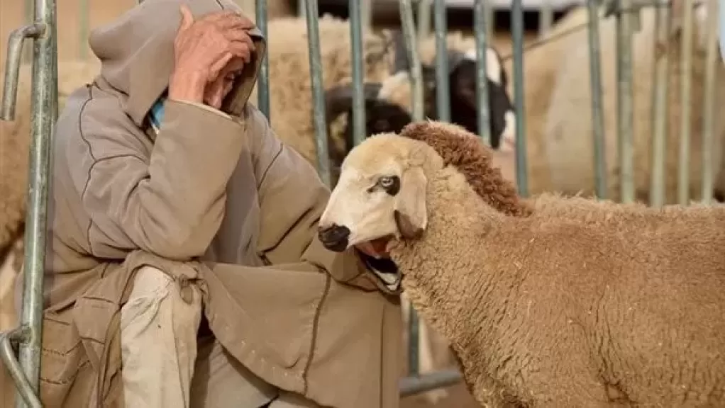 الأضحية