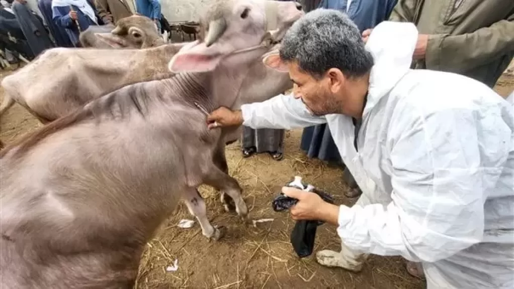 تحصين الماشية