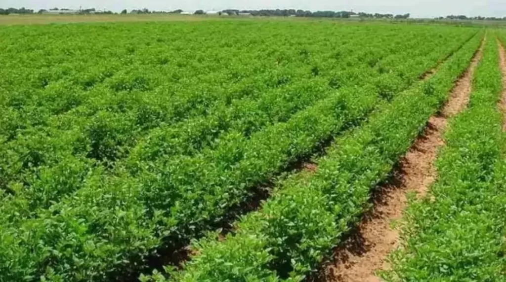 رفع إيجارات أراضي