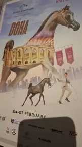 تحت رعاية الدولة .. الدوحة تحتضن أكبر مهرجان للخيول العربية