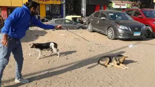 وزارة الزراعة تكثّف جهودها لتحصين وتعقيم الكلاب للحد من انتشار السعار