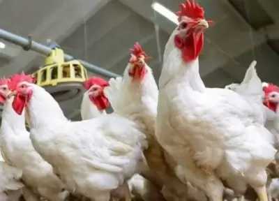 أسعار الفراخ البيضاء اليوم 11 أبريل 2026.. تحديث بورصة الدواجن والأسواق