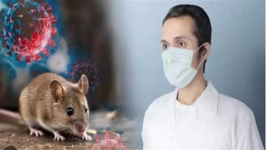 استشاري مناعة: فيروس ”هانتا” ينتقل عبر الهواء الملوث بفضلات الفئران
