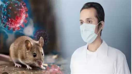 استشاري مناعة: فيروس ”هانتا” ينتقل عبر الهواء الملوث بفضلات الفئران