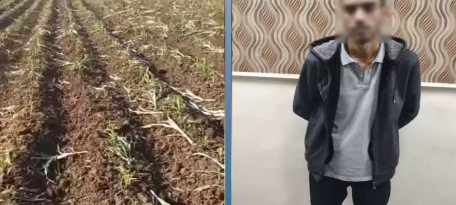 بسبب خلاف على إيجار أرض.. ضبط متهم بإتلاف محصول زراعي بالبحيرة
