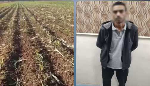 بسبب خلاف على إيجار أرض.. ضبط متهم بإتلاف محصول زراعي بالبحيرة
