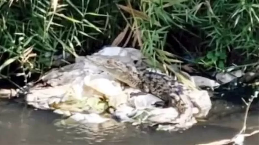 تمساح