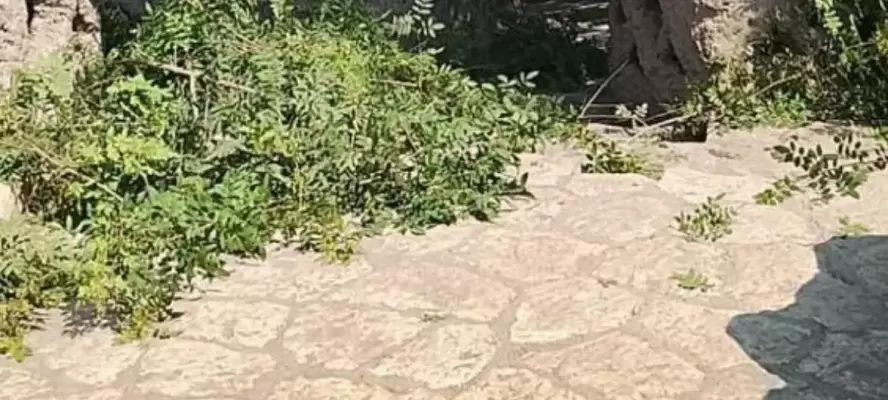 الزراعة  تكشف حقيقة تعرض أشجار حديقة الأسماك للقطع والتلف