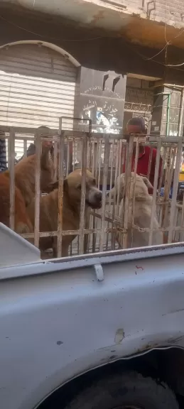 بيطري الإسكندرية 