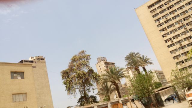الأشجار داخل قصر إسماعيل باشا المفتش