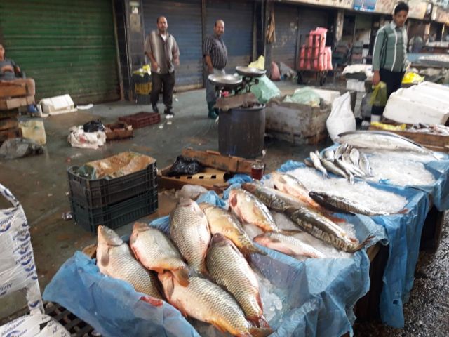 أسواق الأسماك في كفرالشيخ